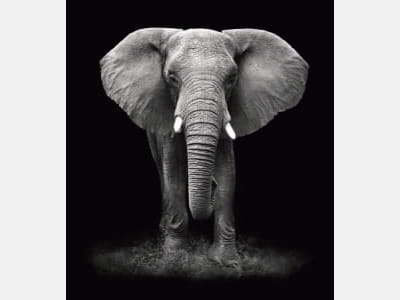 Фотообои Слон на чёрном фоне