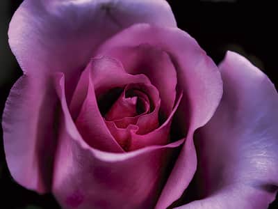 Фотообои Большая красивая роза