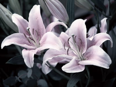 Фотообои Цветы лилии