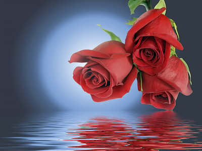 Фотошпалери Червоні троянди над водою