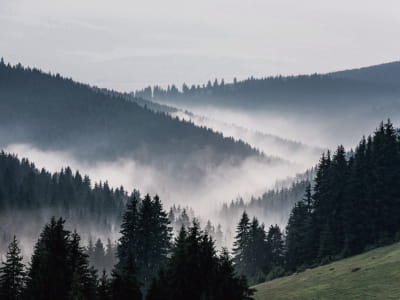 Фотошпалери Гори ліс туман