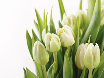 Фотообои Цветы тюльпаны
