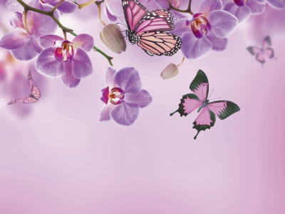 Фотообои Орхидеи и бабочки