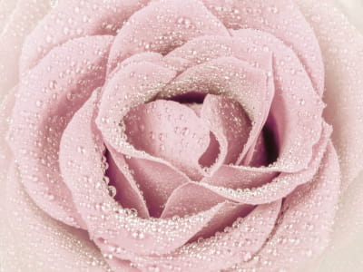 Фотошпалери Роза в краплях роси