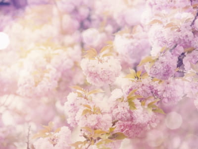 Фотообои Пышно цветущая вишня