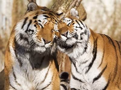 Фотообои Пара тигров
