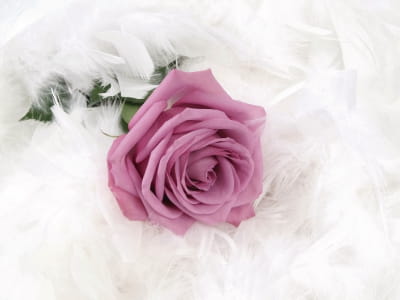 Фотошпалери Троянда та біле пір'я