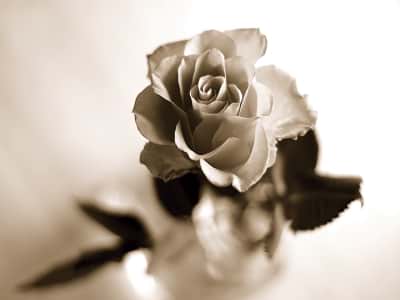 Фотообои Одинокая роза