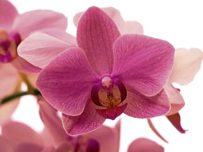 Фотошпалери Ніжна квітка орхідеї
