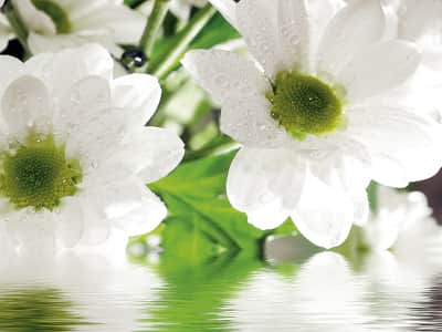 Фотошпалери Білосніжні квіти у воді