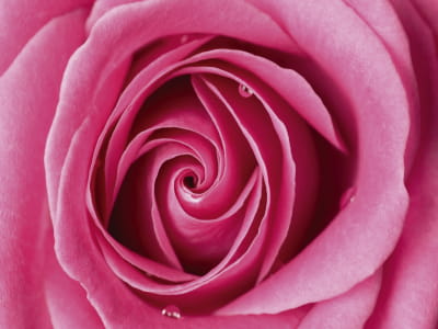 Фотошпалери Об'ємна рожева троянда