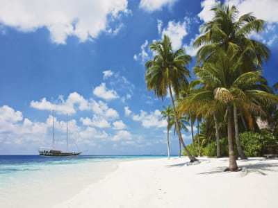 Фотообои Высокие пальмы на пляже
