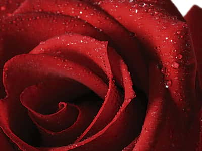Фотошпалери Бордова троянда