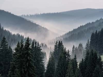 Фотообои Туман в холмистом лесу
