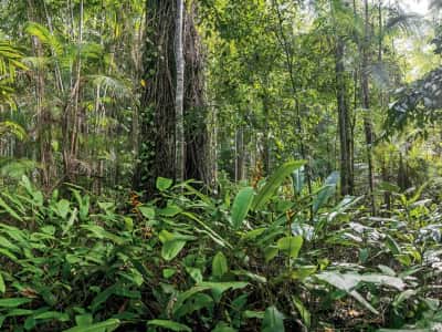 Фотообои Тропический лес джунгли