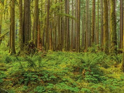 Фотообои Густой зелёный лес