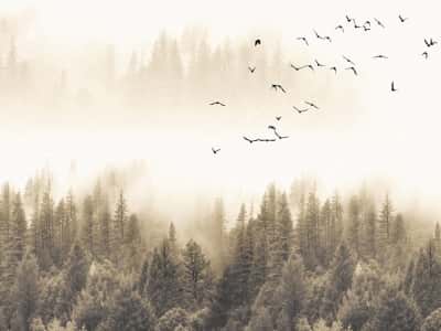 Фотообои Птицы над туманным лесом