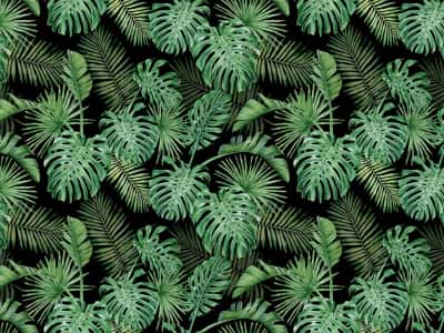Фотообои Изумрудный тропический лес