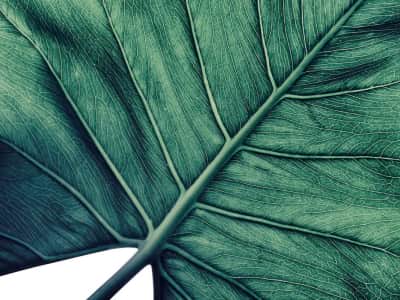 Фотообои Огромный пальмовый лист