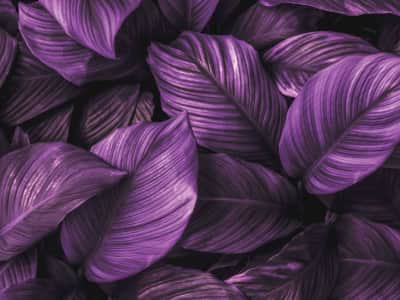 Фотообои Фиолетовая листва