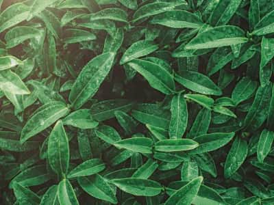 Фотообои Сочные зелёные листья