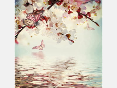 Фотообои Цветущая вишня над водой
