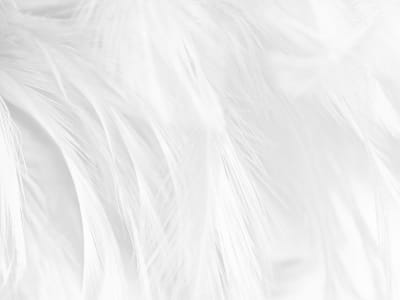 Фотообои Пушистые белые перья