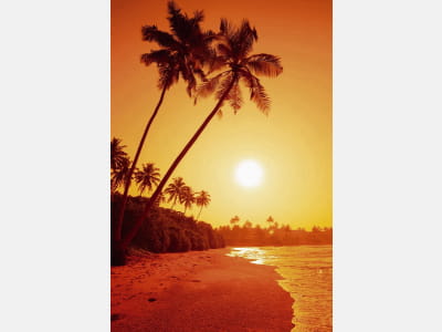 Фотообои Пальмы на пляже
