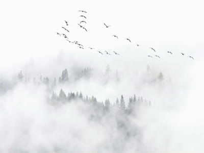 Фотошпалери Зграя над туманним лісом