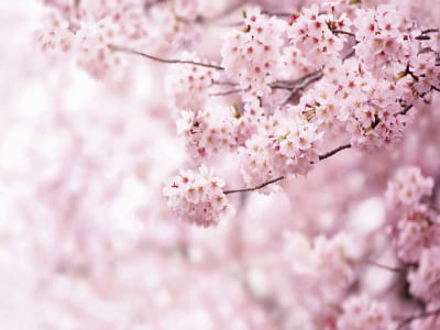 Фотообои Цветы сакуры
