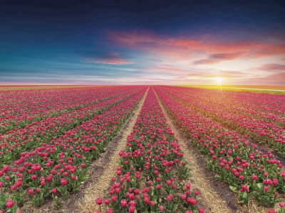 Фотошпалери Квітуче поле тюльпанів