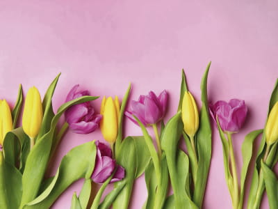 Фотошпалери Яскраві тюльпани