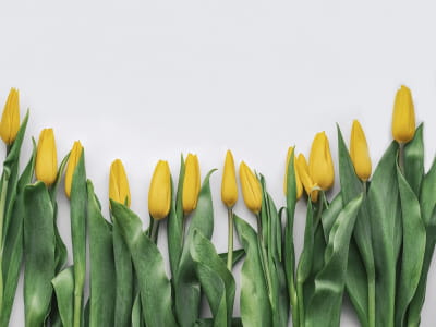 Фотообои Нежные желтые тюльпаны