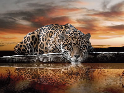 Фотошпалери Дикий леопард