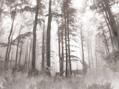 Фотошпалери Загадковий осінній ліс