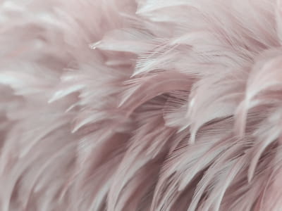 Фотообои Нежные розовые перья