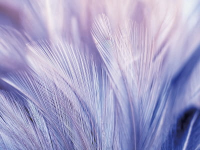 Фотообои Фиолетовые перья