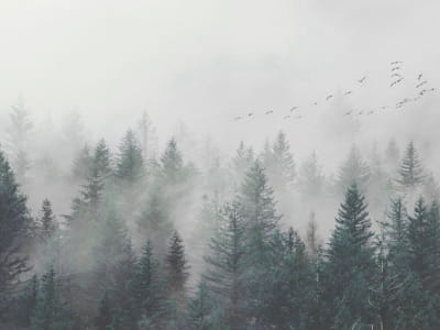 Фотошпалери Зелений туманний ліс