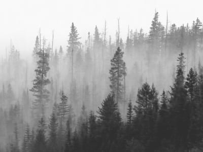 Фотообои Черный лес