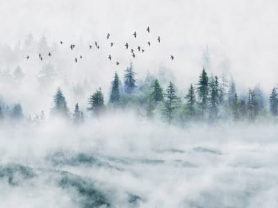 Фотообои Туманный сосновый лес