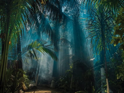 Фотошпалери Світанок у джунглях