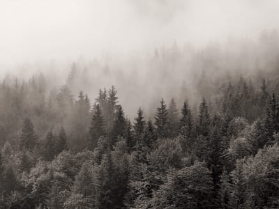 Фотошпалери Темний загадковий ліс