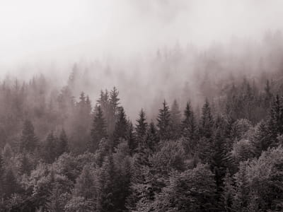 Фотошпалери Темний ліс у тумані