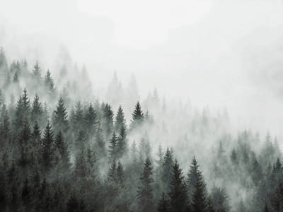 Фотообои Лес в дымке