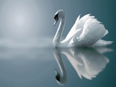 Фотообои Красивый белый лебедь