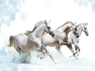 Фотошпалери Три білих коня