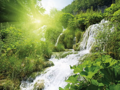 Фотообои Водопад в солнечном лесу