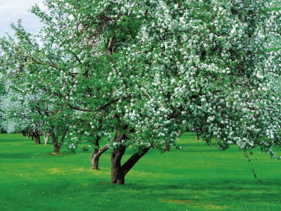 Фотообои Сад цветущих деревьев