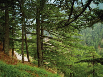 Фотошпалери Ліс на пагорбах