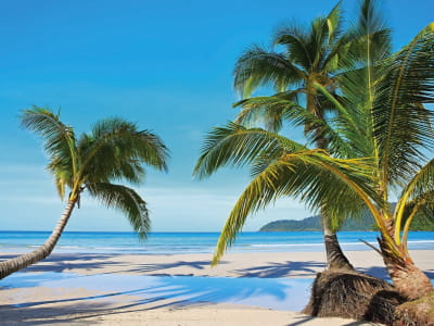 Фотообои Красивые пальмы на пляже